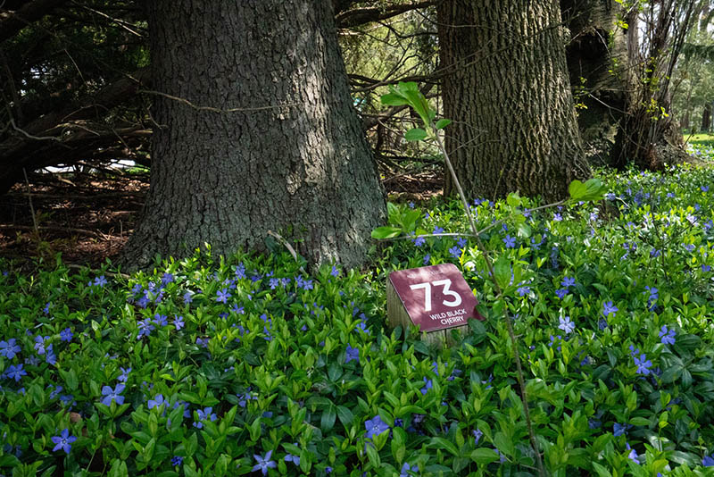 marked wild black cherry tree