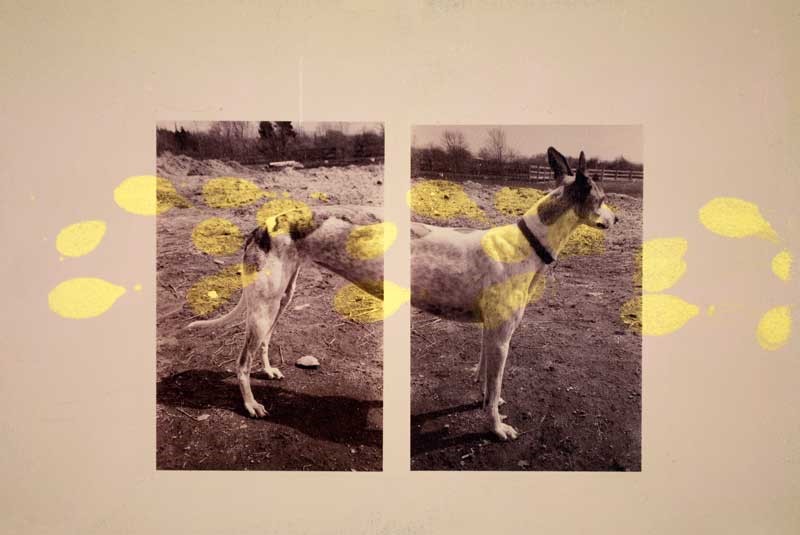 A photograph of a dog, the photo is split in two with yellow paint splattered across
