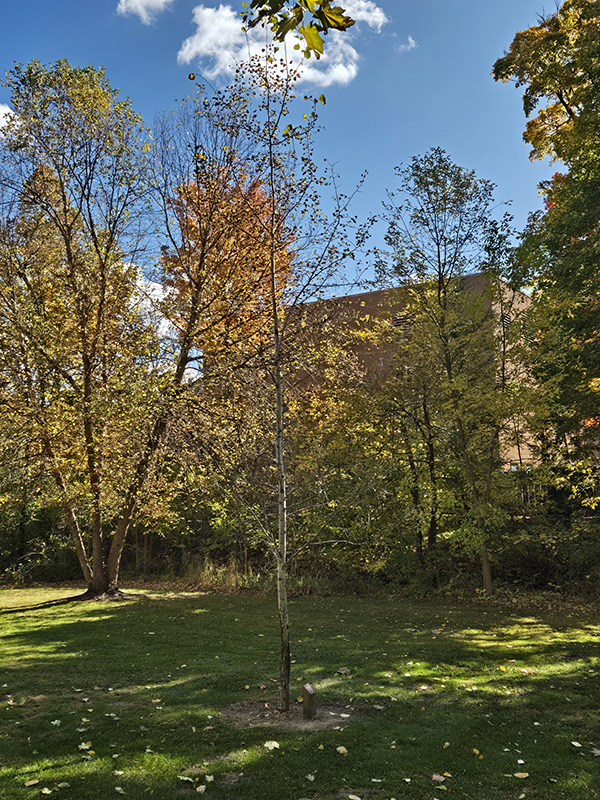 quaking aspen