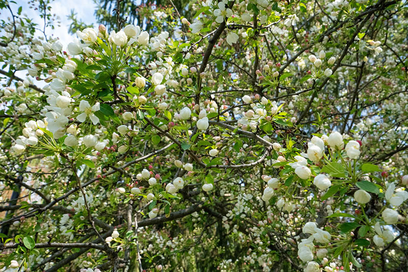 white tree