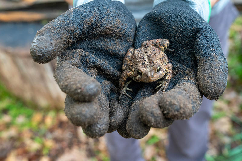 wildlife frog 